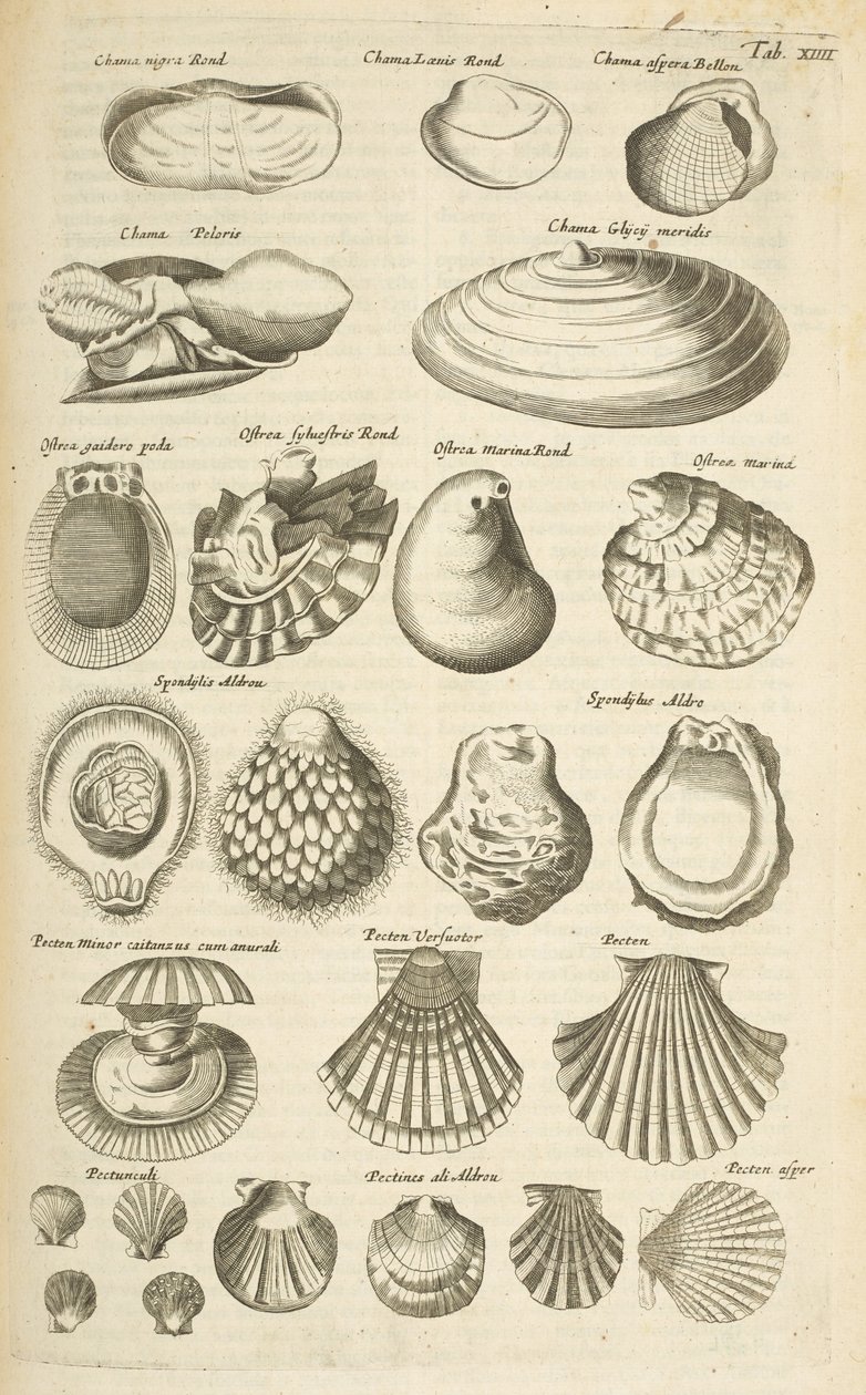 Various shells, Illustration from 
