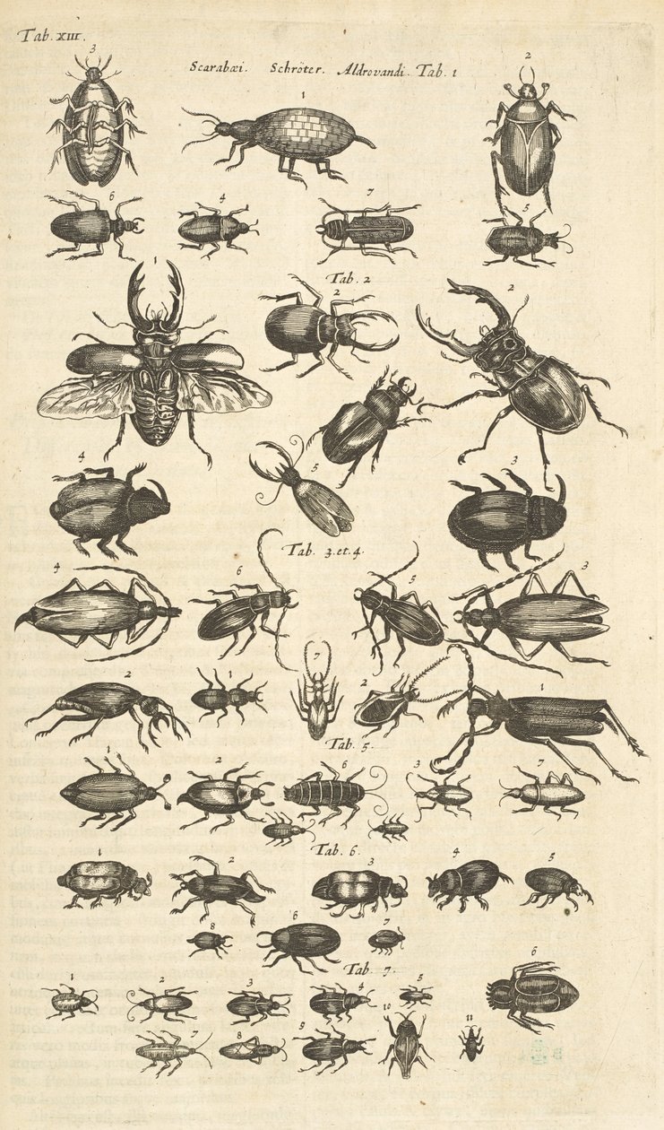 Beetles, Illustration from 