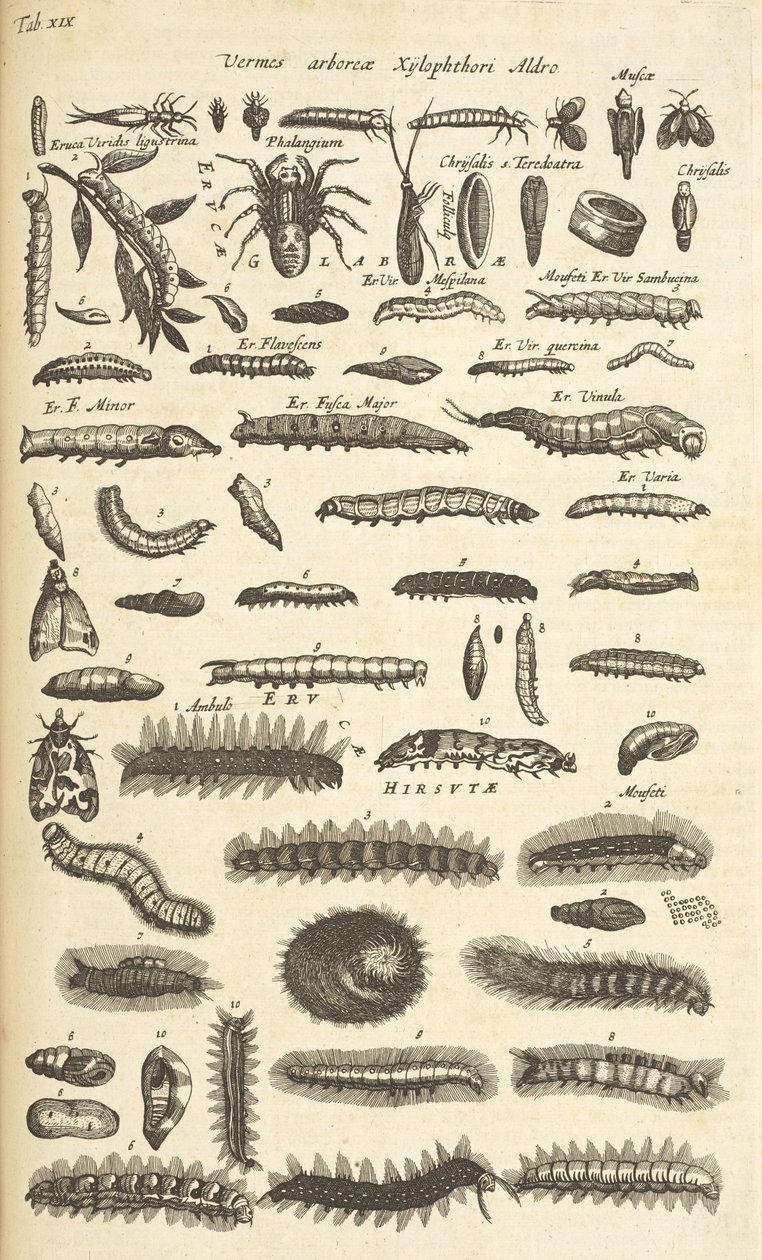 Caterpillars, Illustration from Historiæ Naturalis de Quadrupetibus by Mattaus the Younger Merian