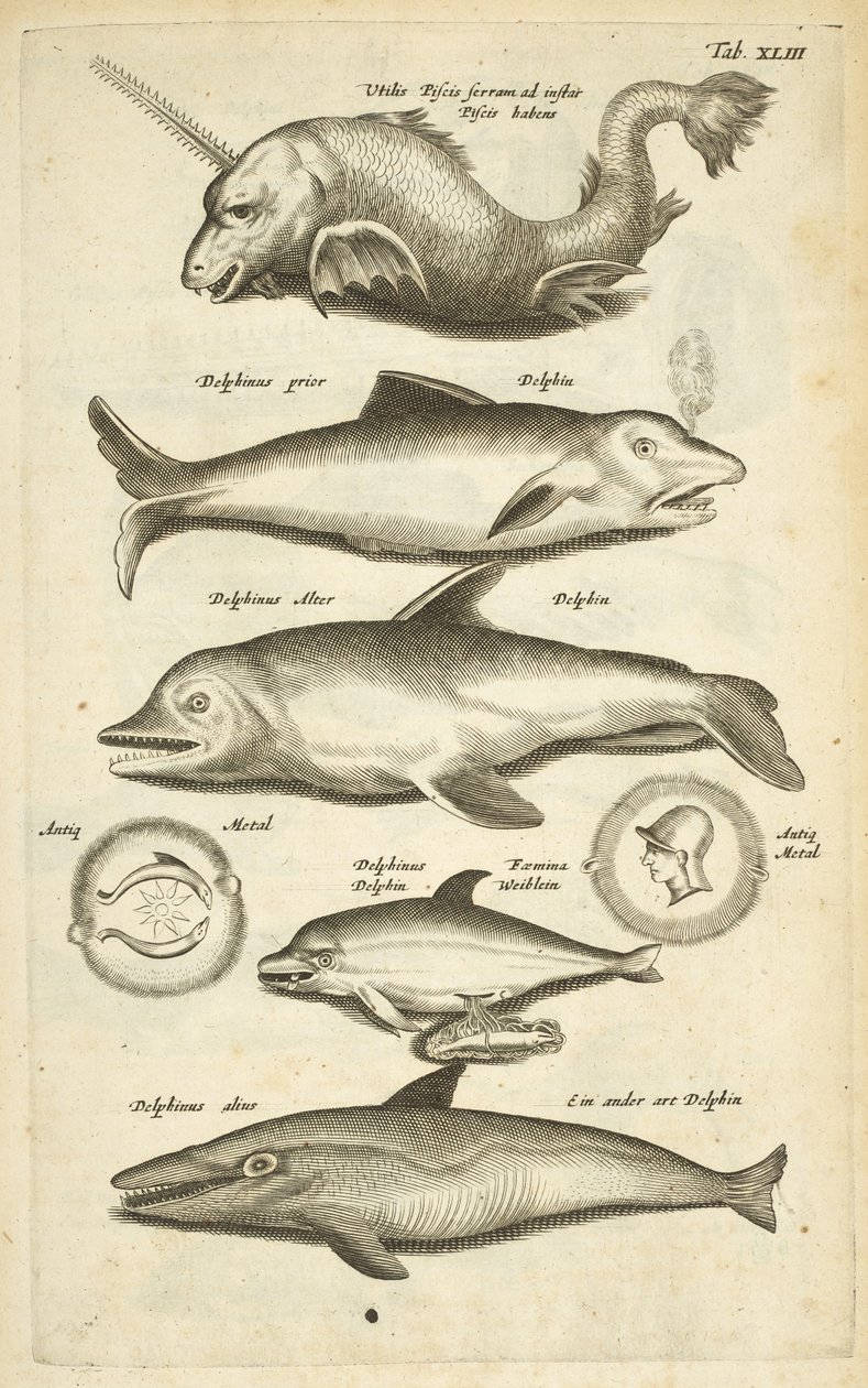 Dolphins, Illustration from 
