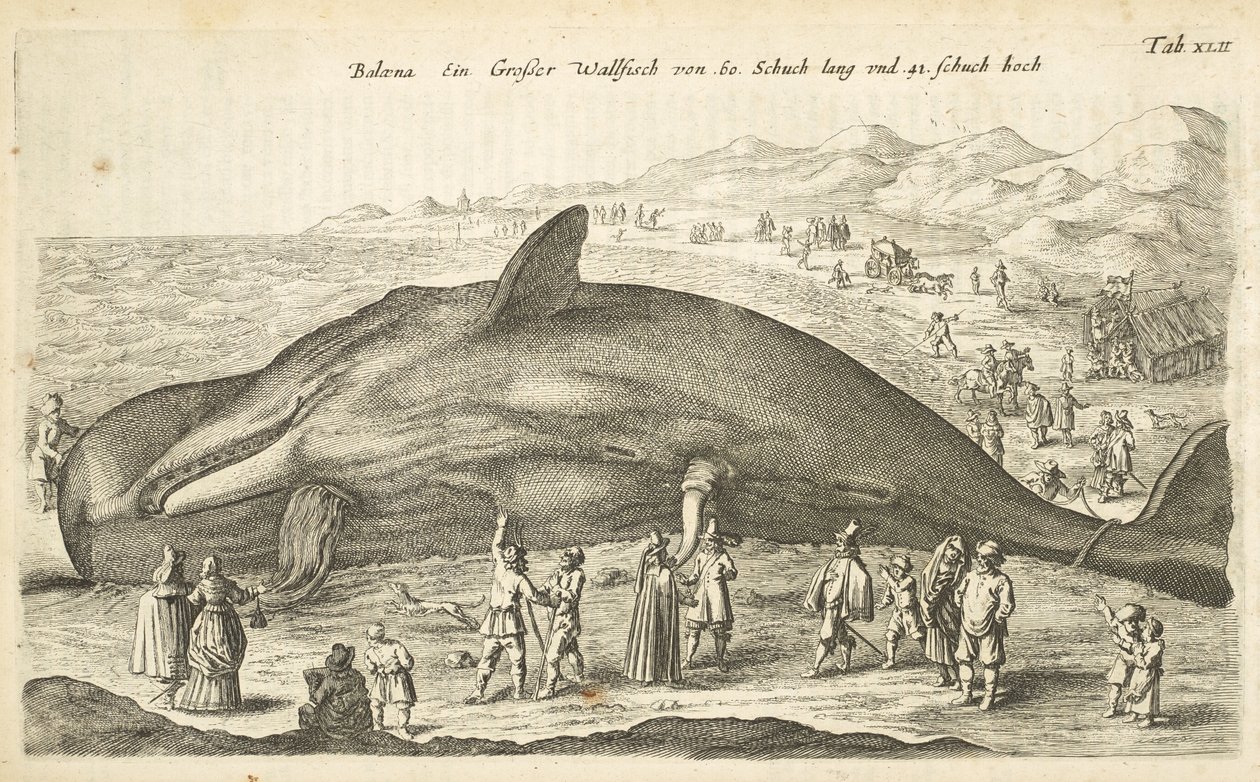 Whale, Illustration from 