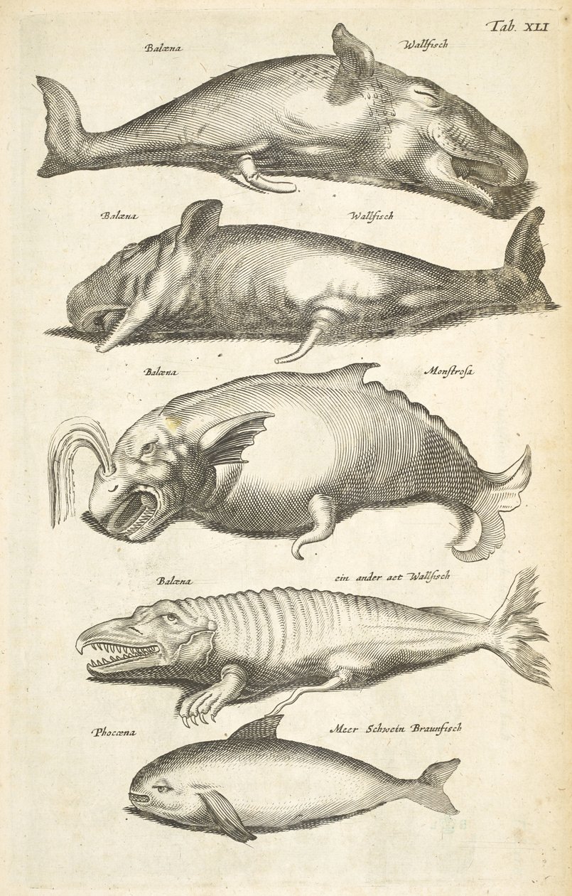 Tab XLI, Whales, Illustration from 