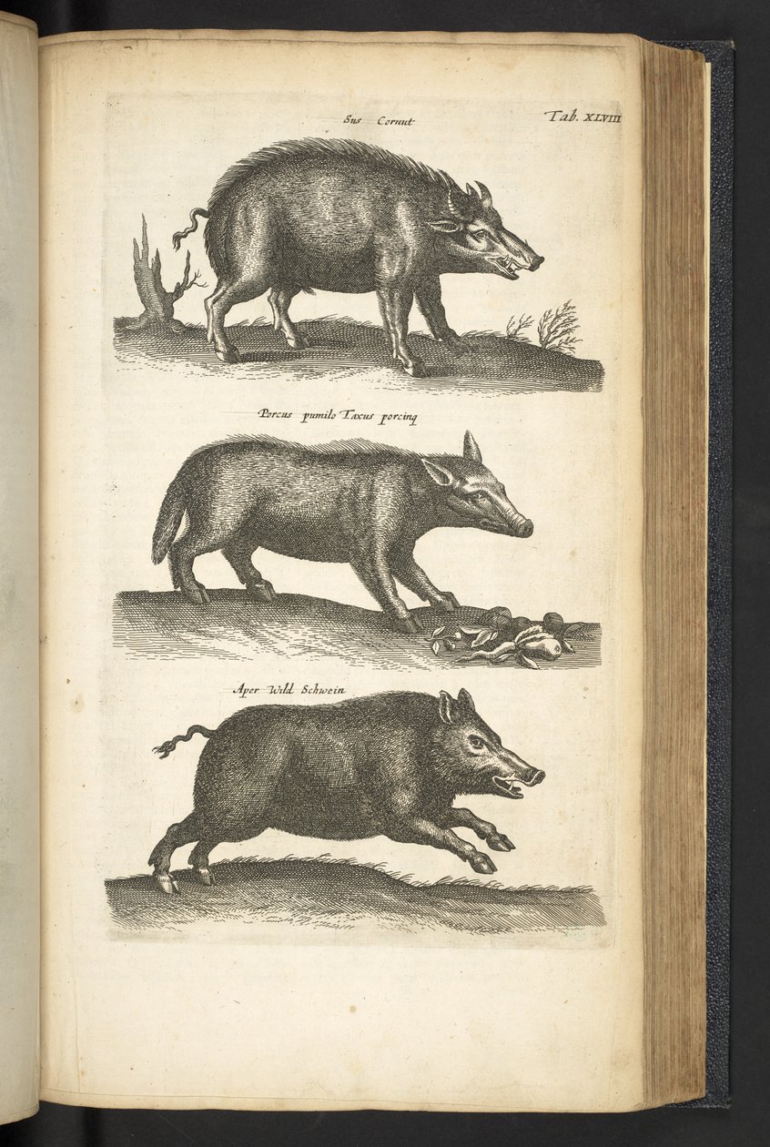 Wild Boar, Illustration from 