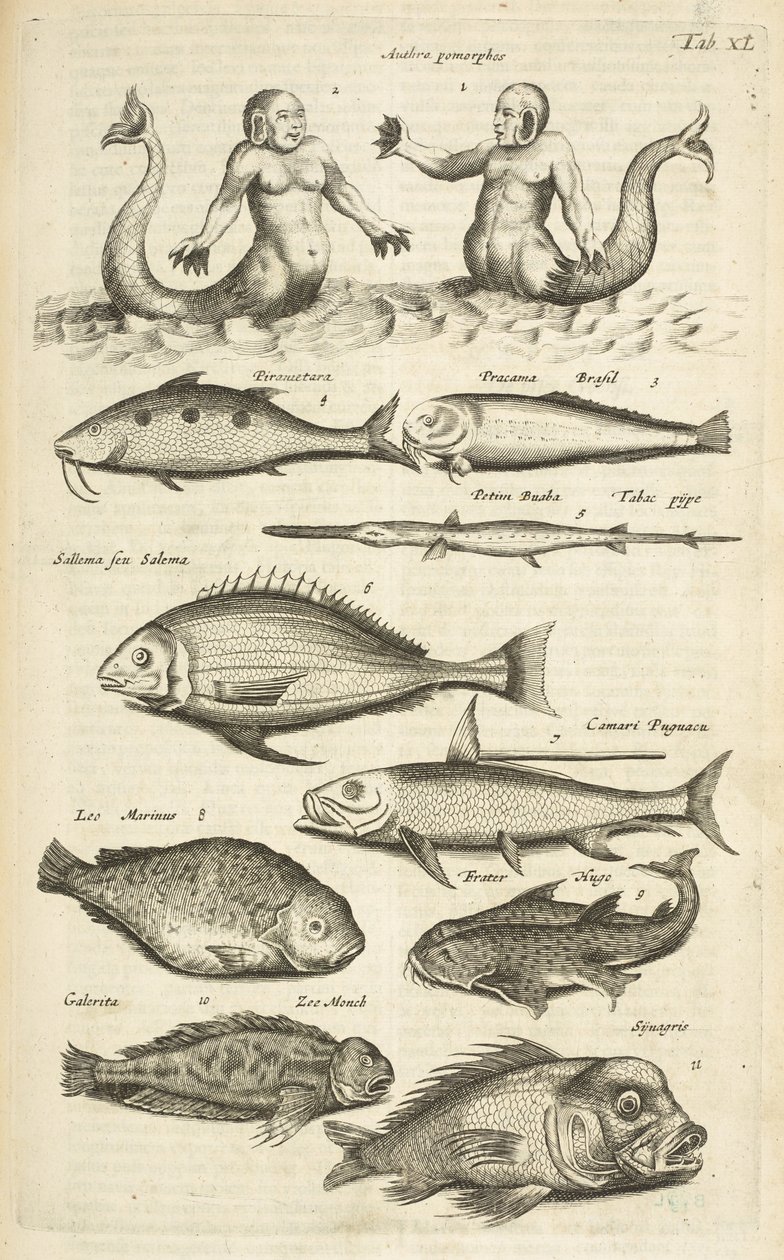 Tab XL, Anthropomorphos; Mermaid; Merman; Tropical Fish, Illustration from 