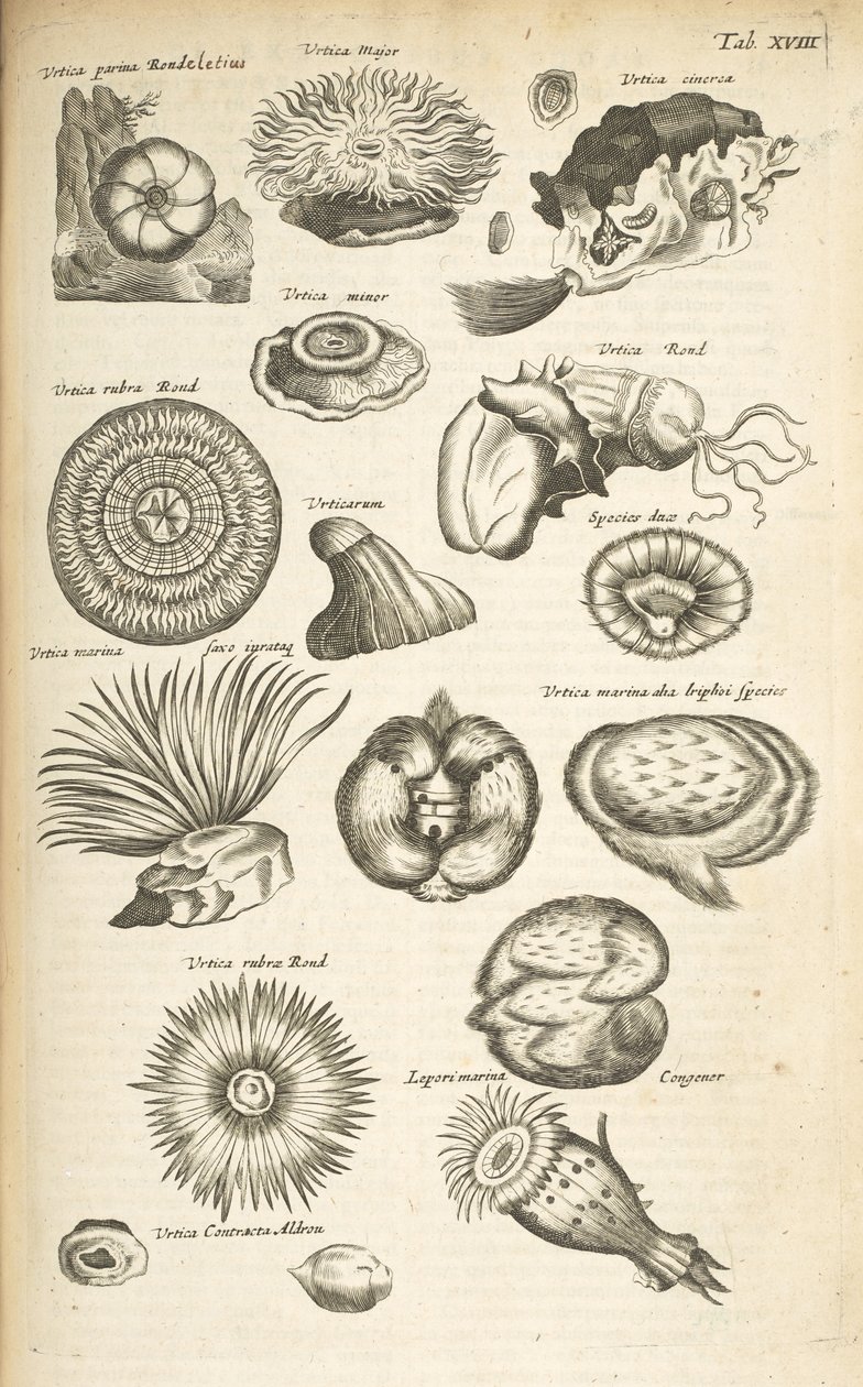 Marine life, Illustration from 