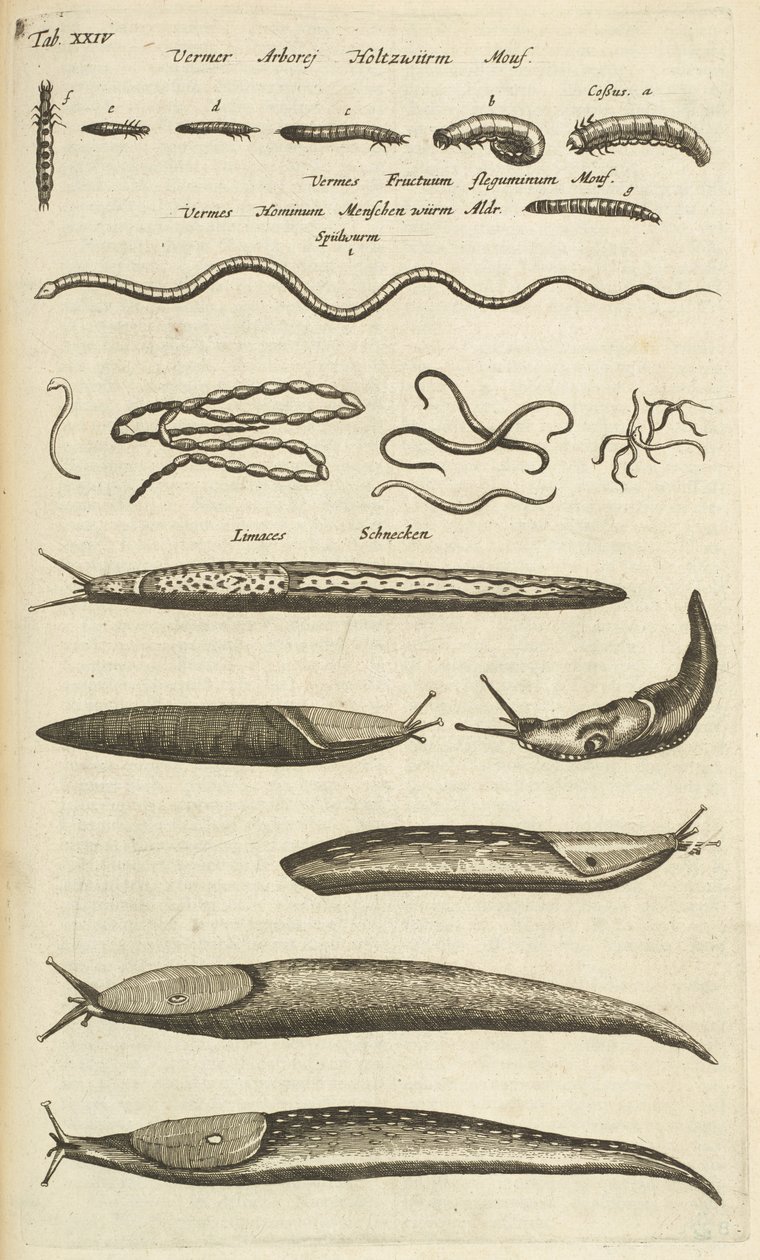 Slugs and Worms, Illustration from 