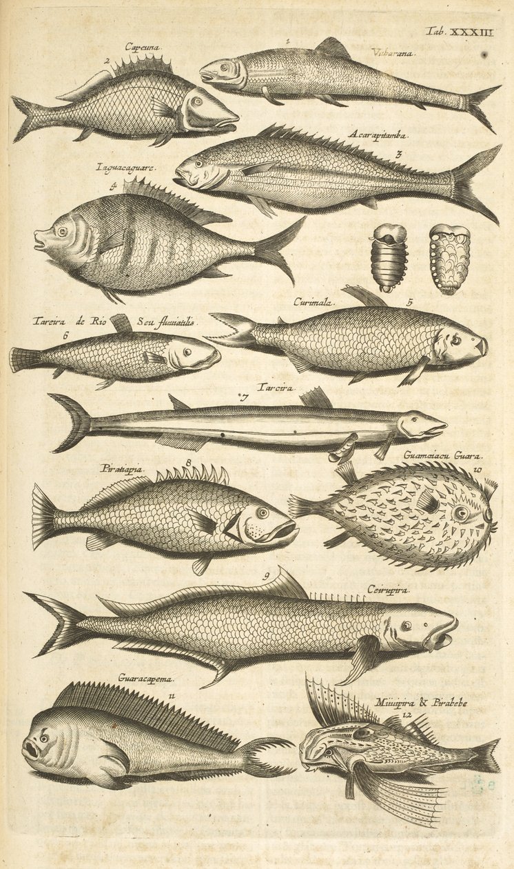 Spiny Fish, Illustration from 