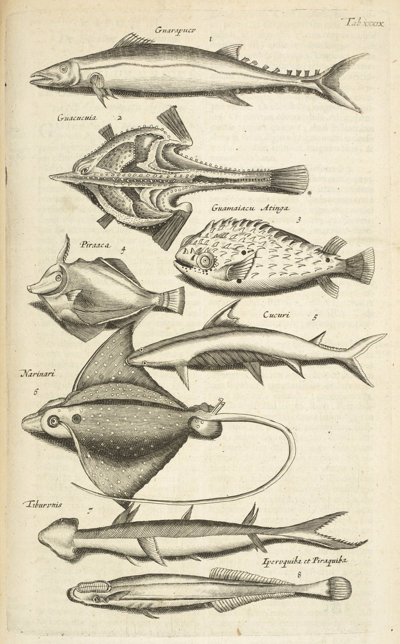 Fish species, Illustration from 