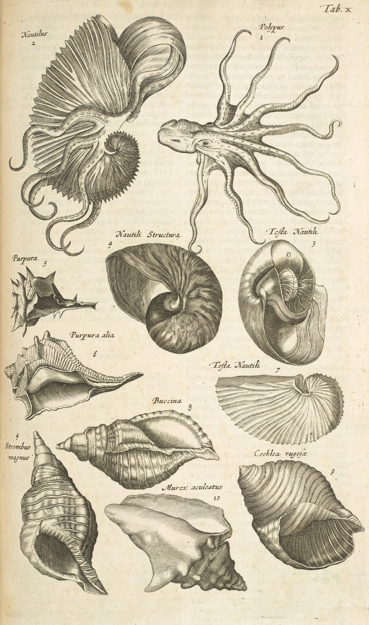 Octopus and Nautilus Shells, Illustration from Historiæ Naturalis de Quadrupetibus by Mattaus the Younger Merian