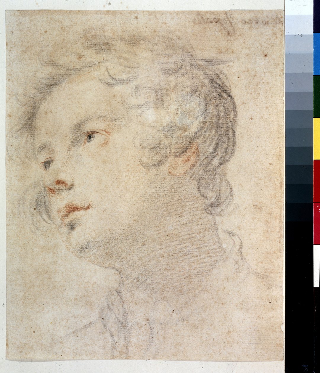 Head of a Boy by Matteo Rosselli