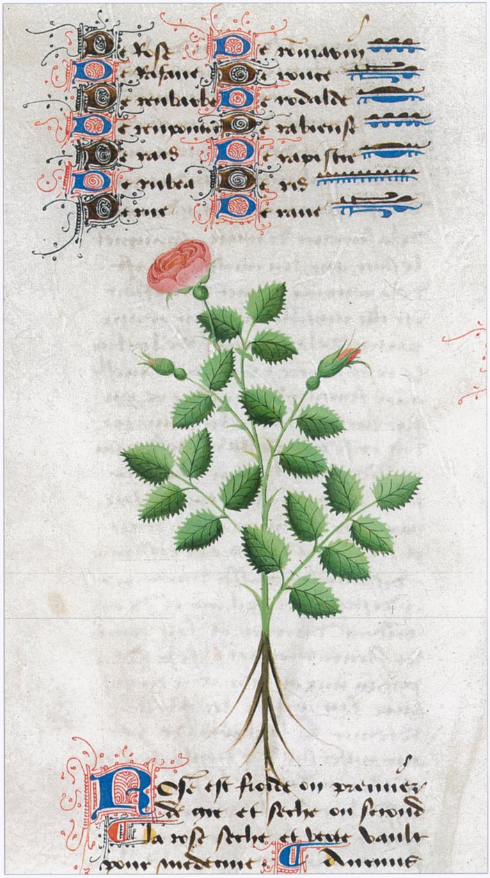 The Book of Simple Medicines - Translation into French from the 12th Century Latin Manuscript of Matthaeus Platearius, Physician in Salerno, Italy by Matthaeus Platearius