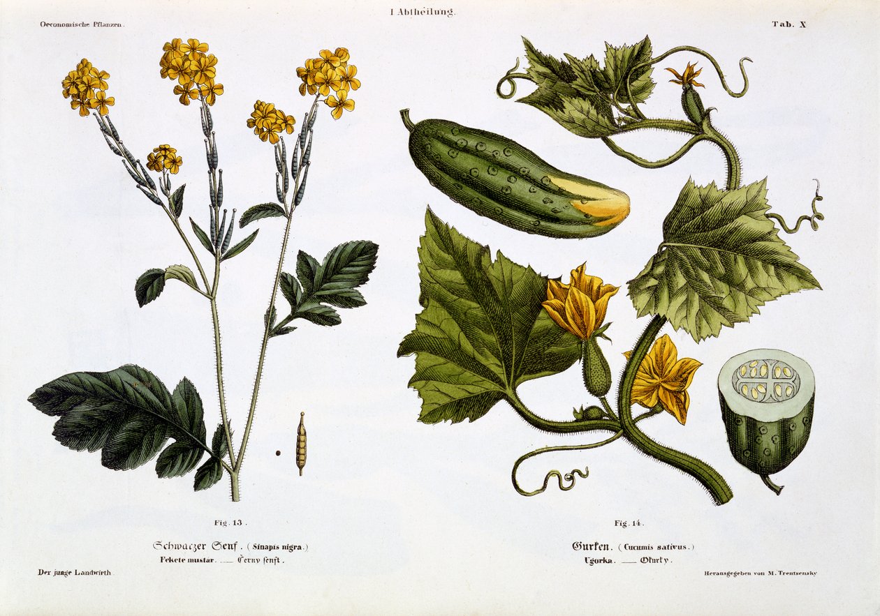 Sinapis Nigra (fig 13), Cucumis Sativus (fig 14), from 