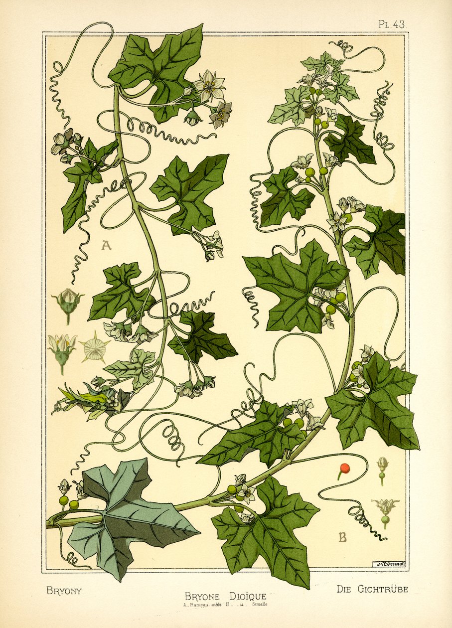 The Bryony by Maurice Pillard Verneuil