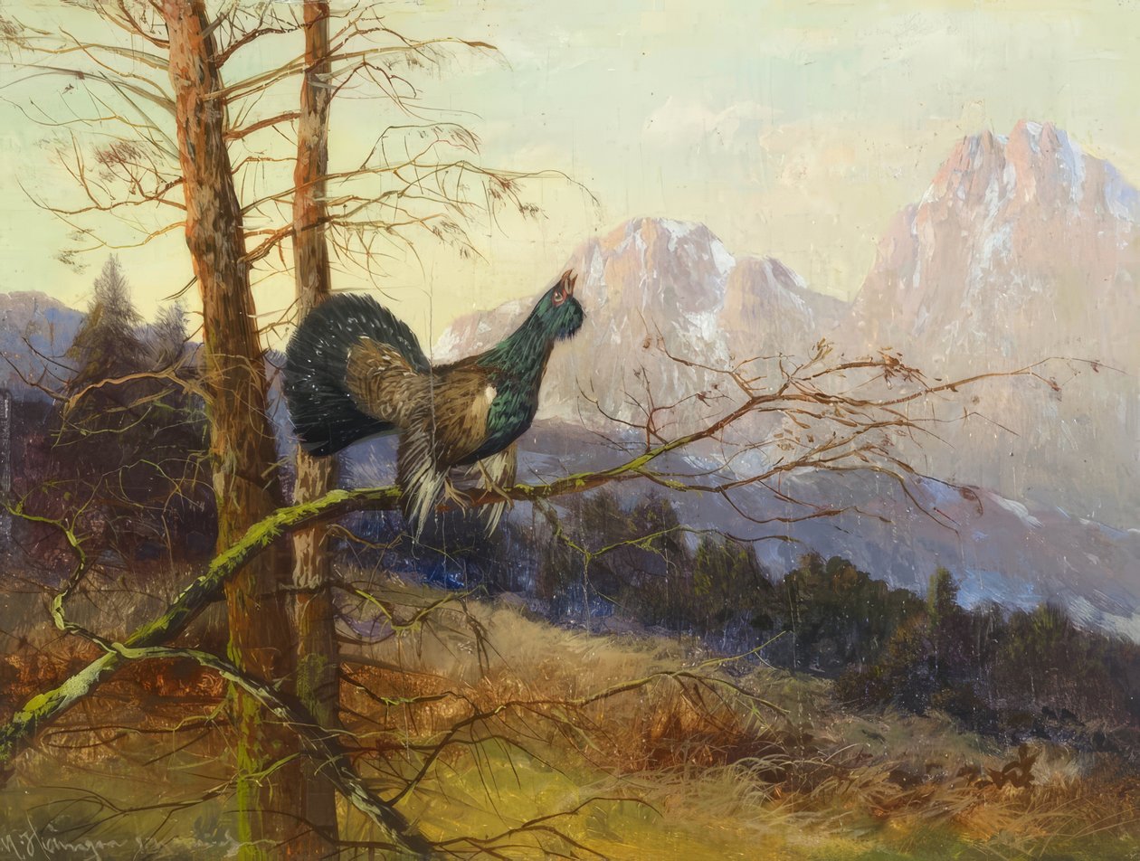 Capercaillie by Max Hänger