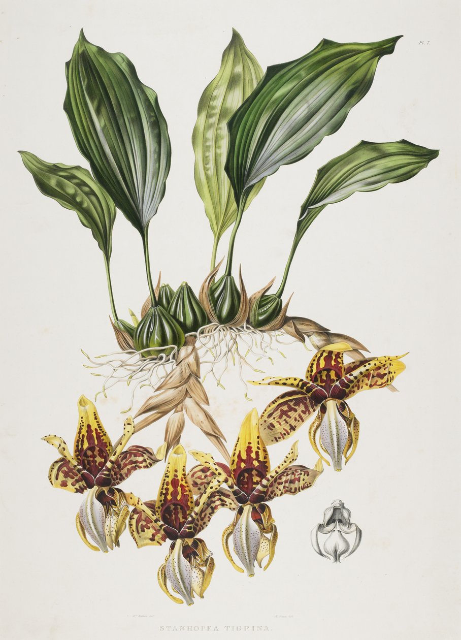 The Stanhope Tiger Orchid by Maxim Gauci