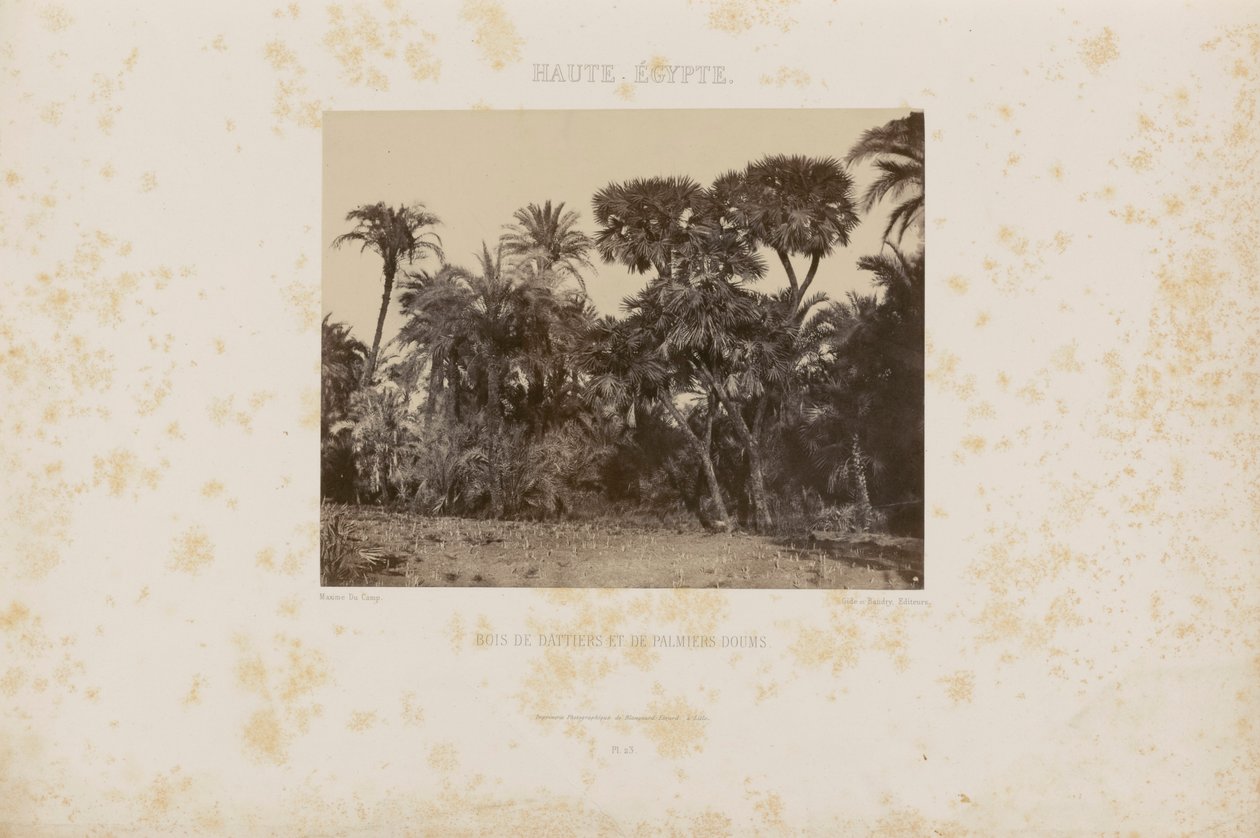 Forest of Daltiers and Doum Palms by Maxime Du Camp