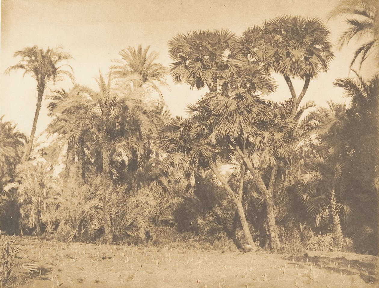 Bois de Dattiers et de Doums, at Hamarneh, 1849-50 by Maxime Du Camp