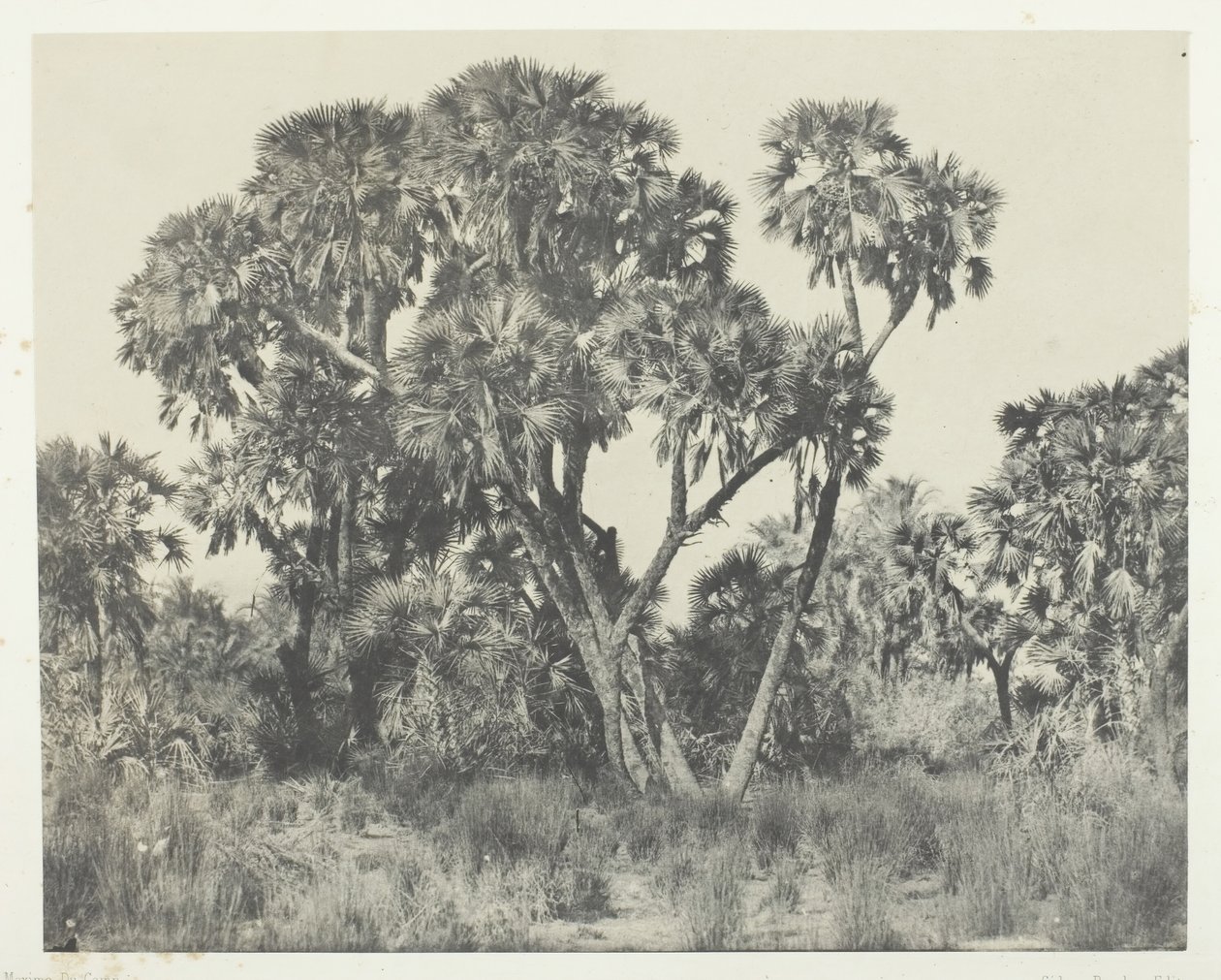 Palmiers Doums, Haute-Egypte by Maxime Du Camp