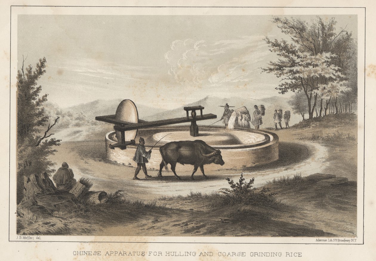 Chinese Apparatus for Hulling and Coarse Grinding Rice, 1855 by Meffert