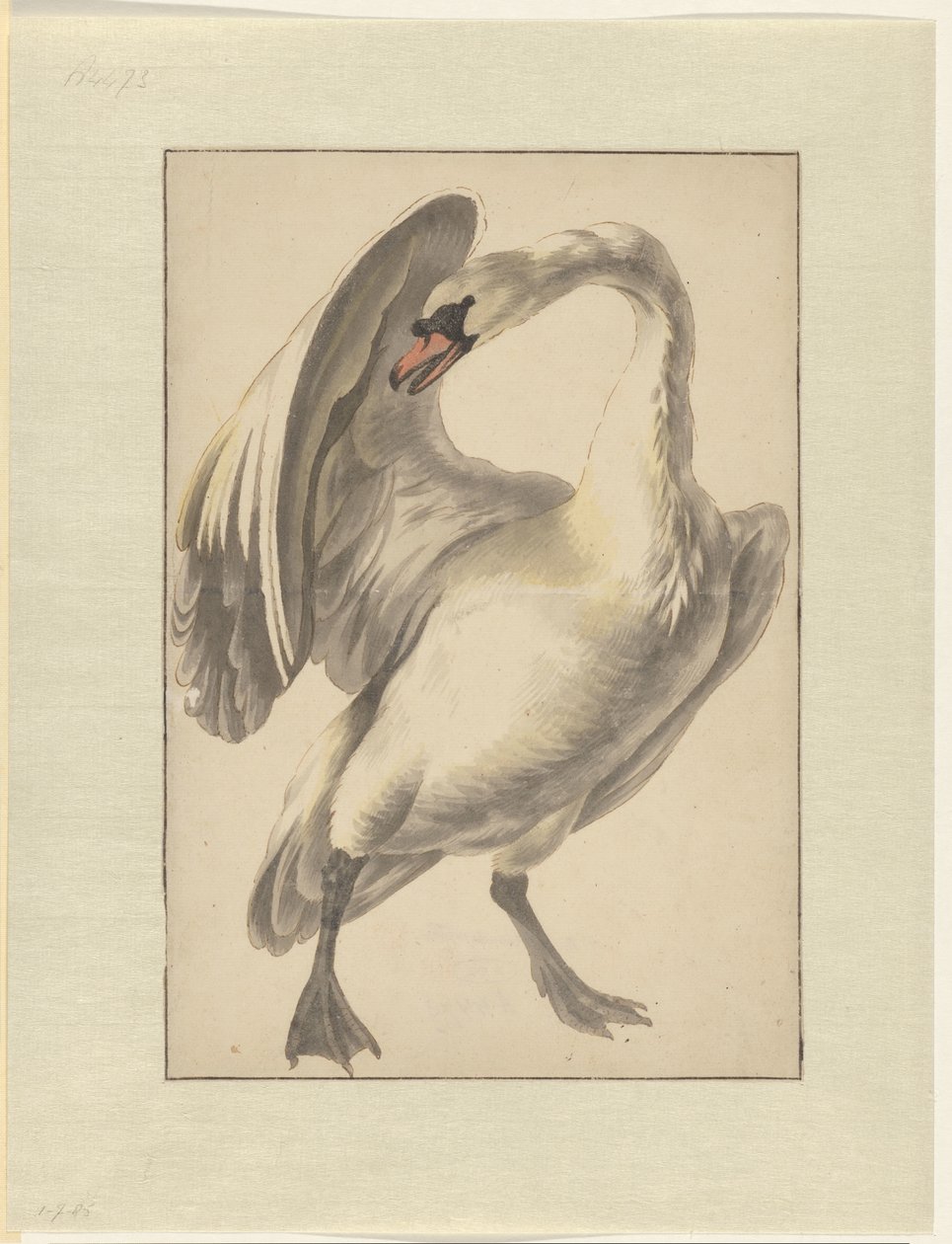 White Tame Swan by Melchior d