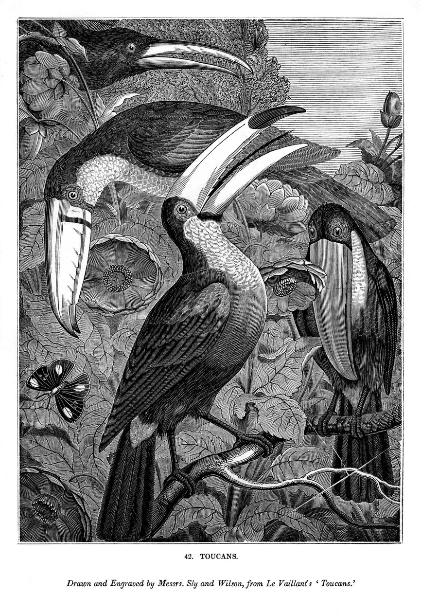 Toucans, c1770-1820 1843 by Messrs Sly and Wilson