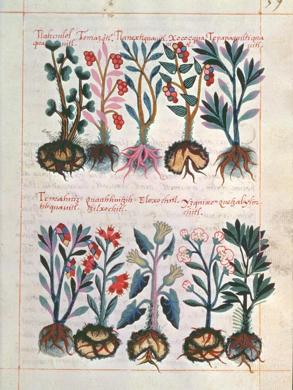 Medicinal Plants by Mexican School