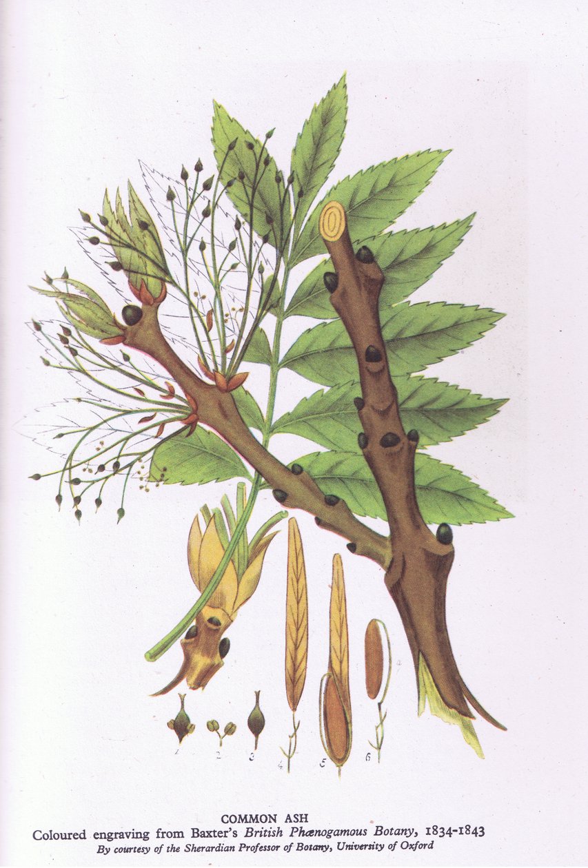 Study of Trees Showing a Weeping Willow, Nature in Britain Published by Collins by Michael Rooker