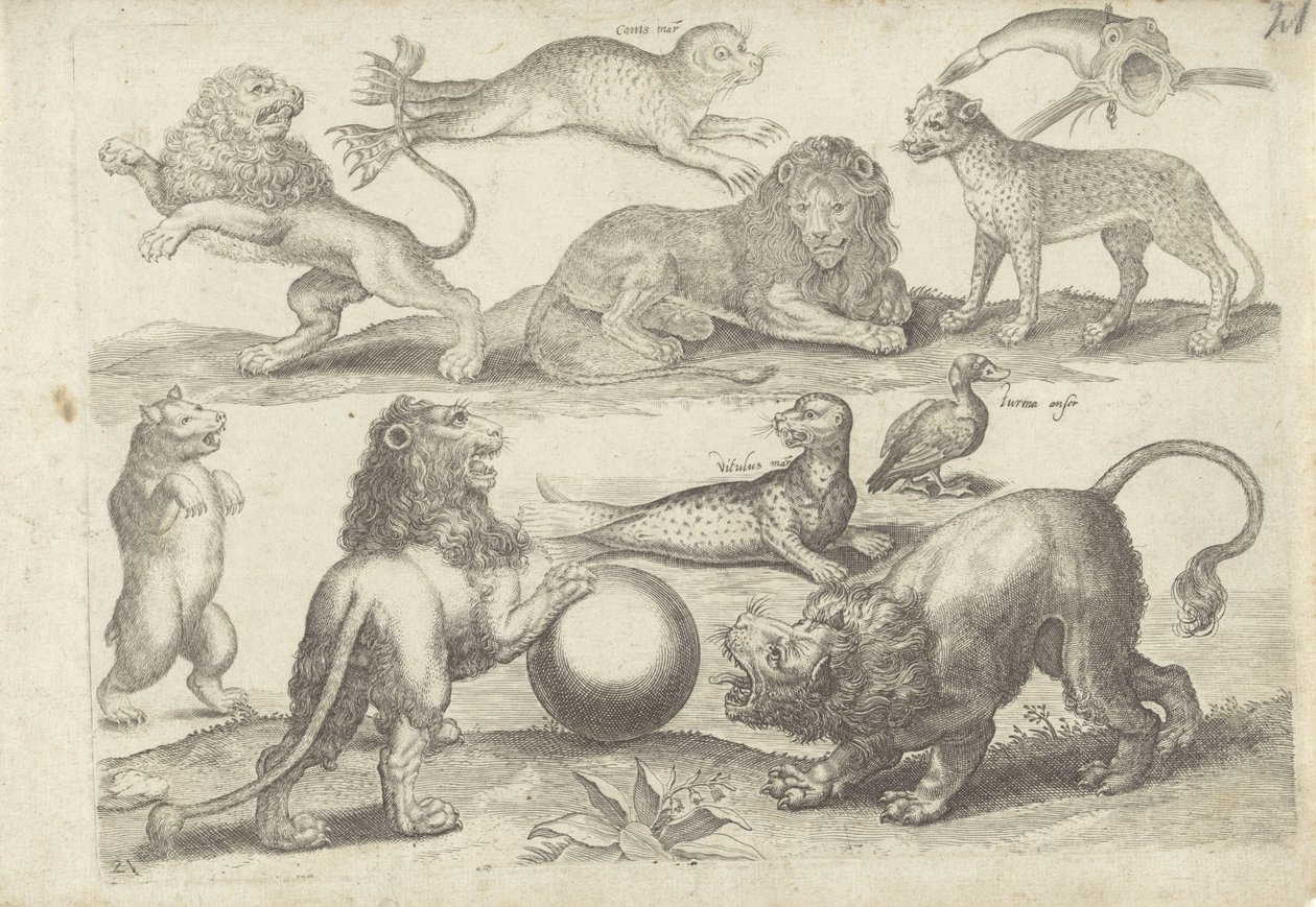 Study Sheet with Drawing Examples: Various Animals by Michael Snijders