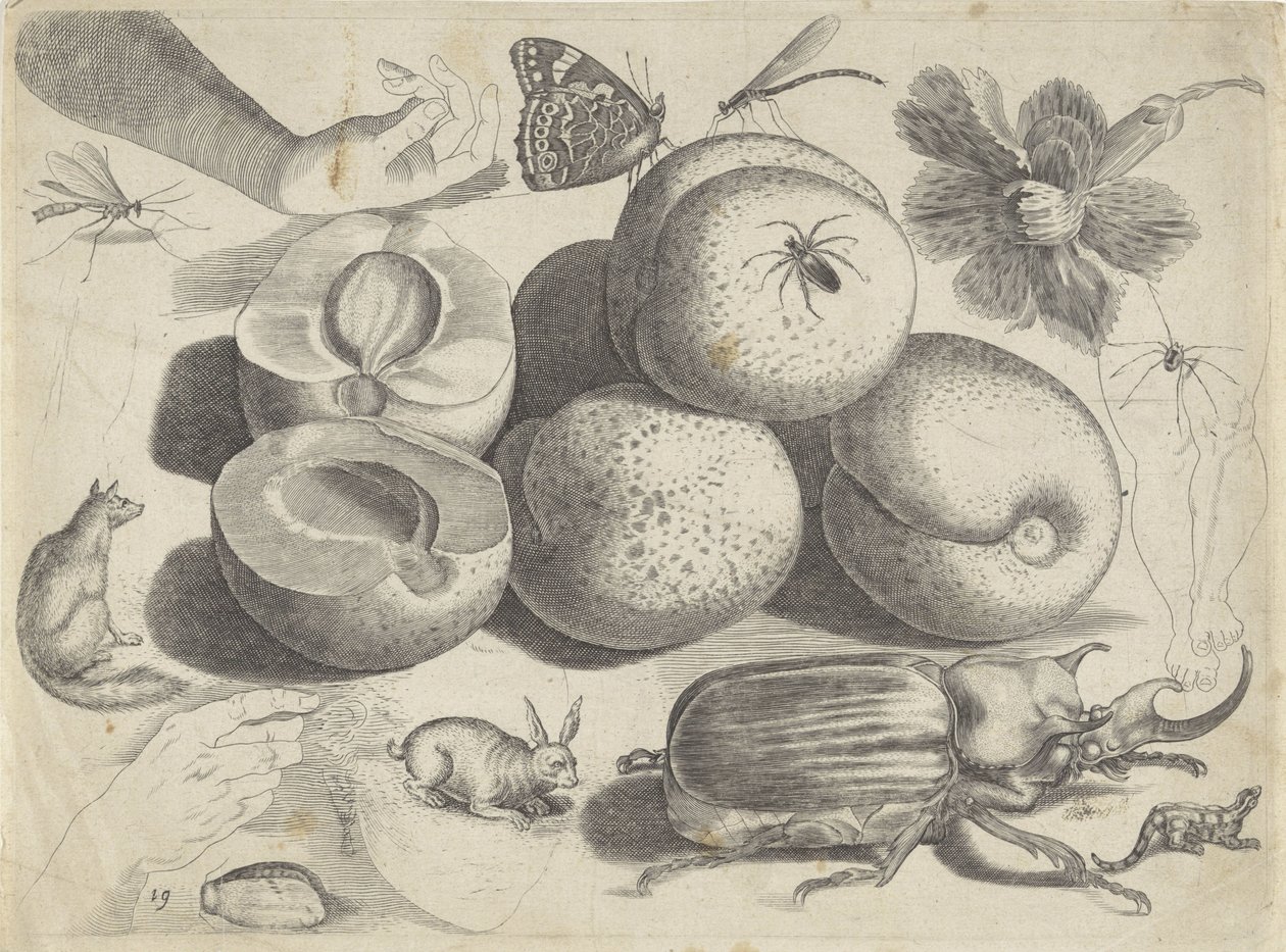 Study Sheet with Drawing Examples: Fruits, Animals, Insects, and Hands by Michael Snijders