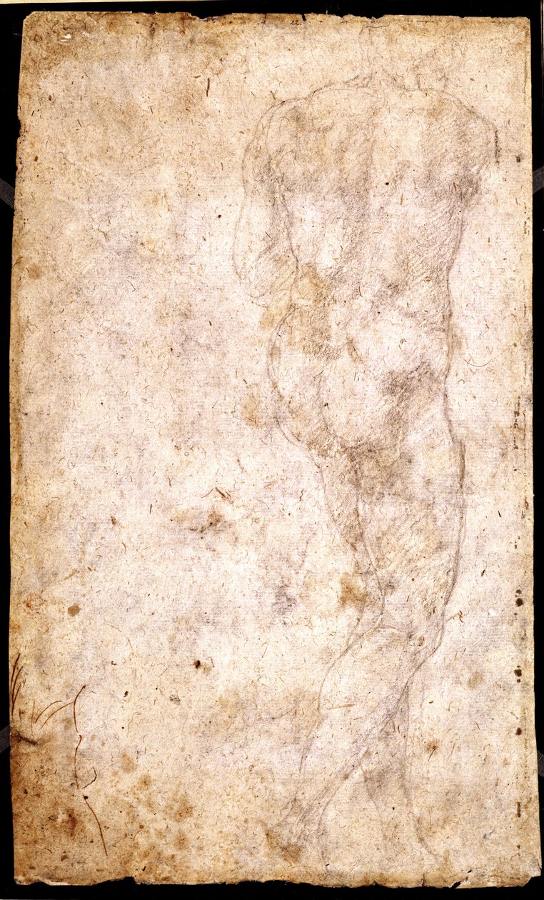Study of a Male Nude by Michelangelo Buonarroti