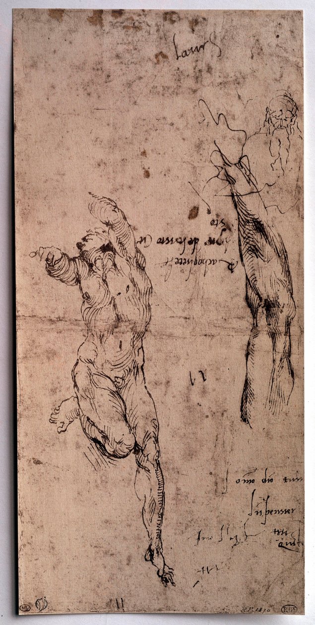 Naked man, arm study by Michelangelo Buonarroti