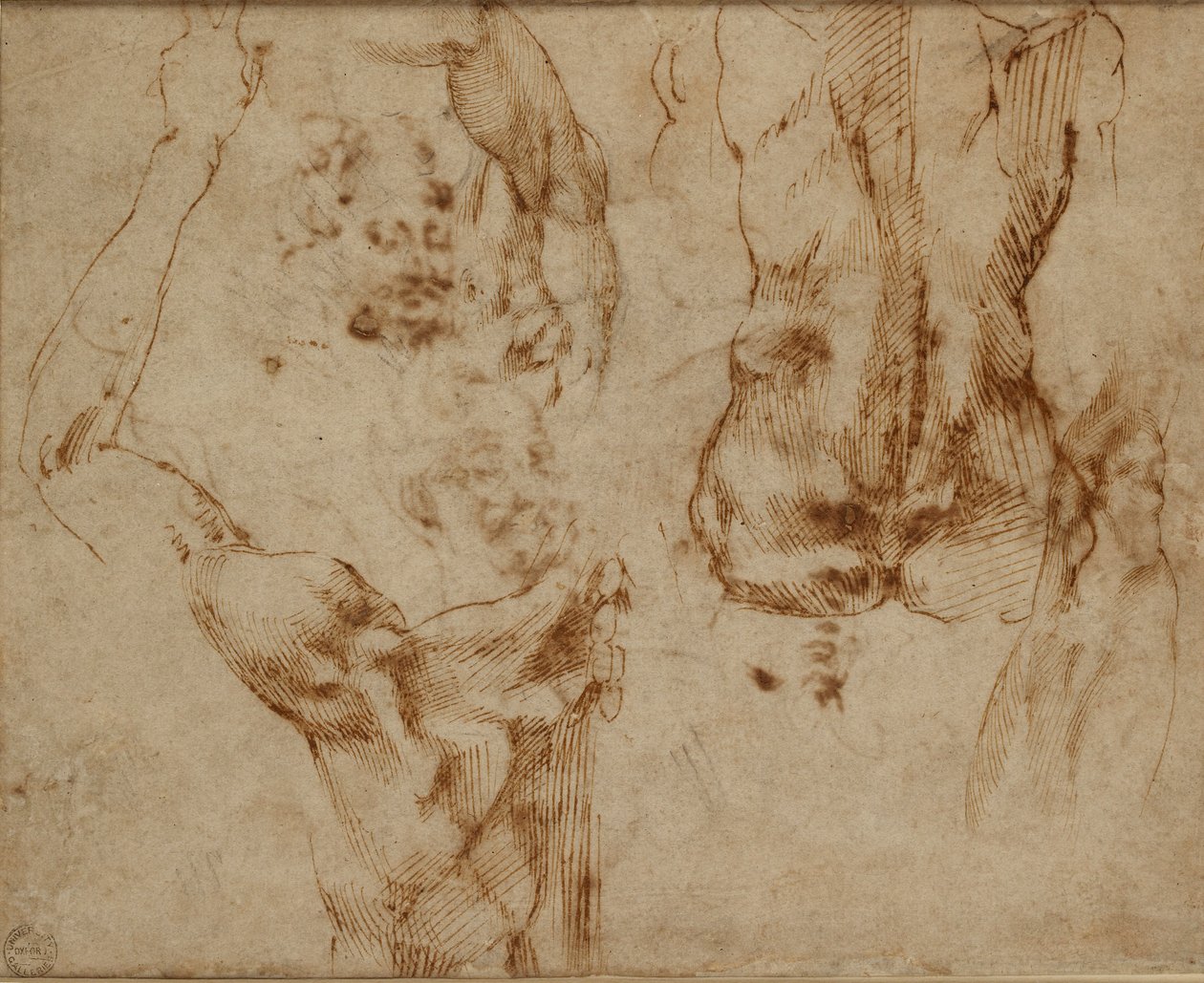 Nude Studies, c. 1490-1560 by Michelangelo Buonarroti