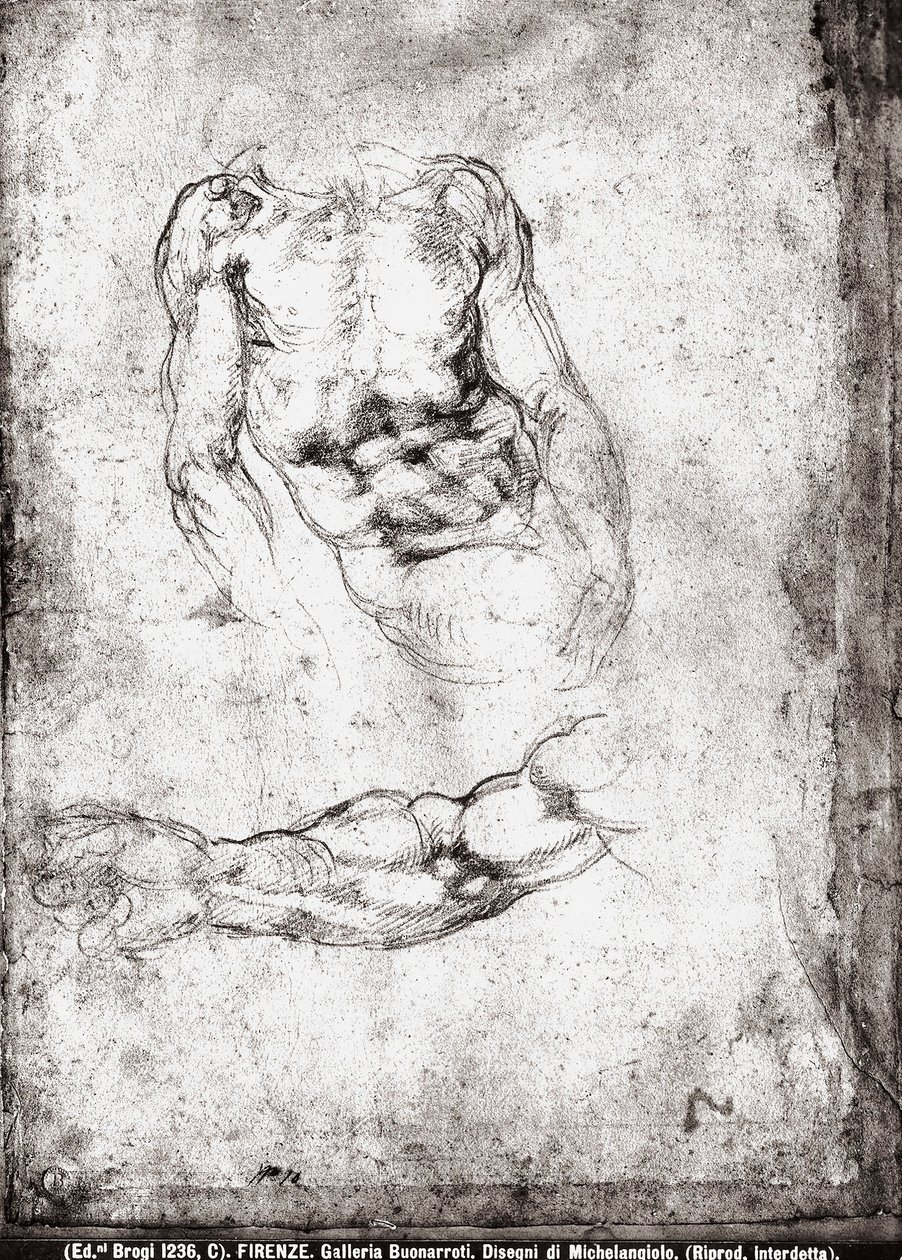 Study of a male torso and arm by Michelangelo Buonarroti