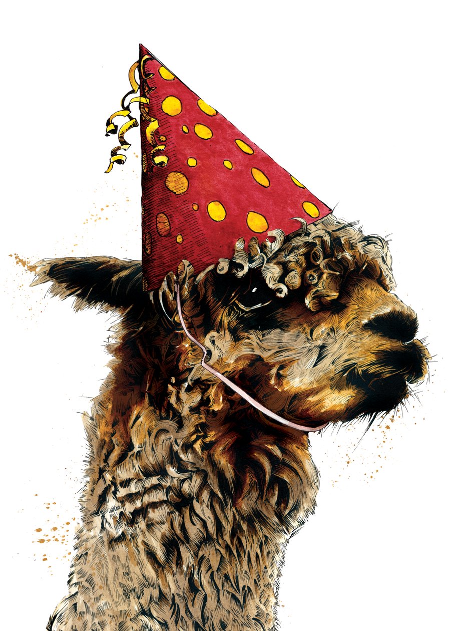 Birthday Alpaca on White by Mike Davis