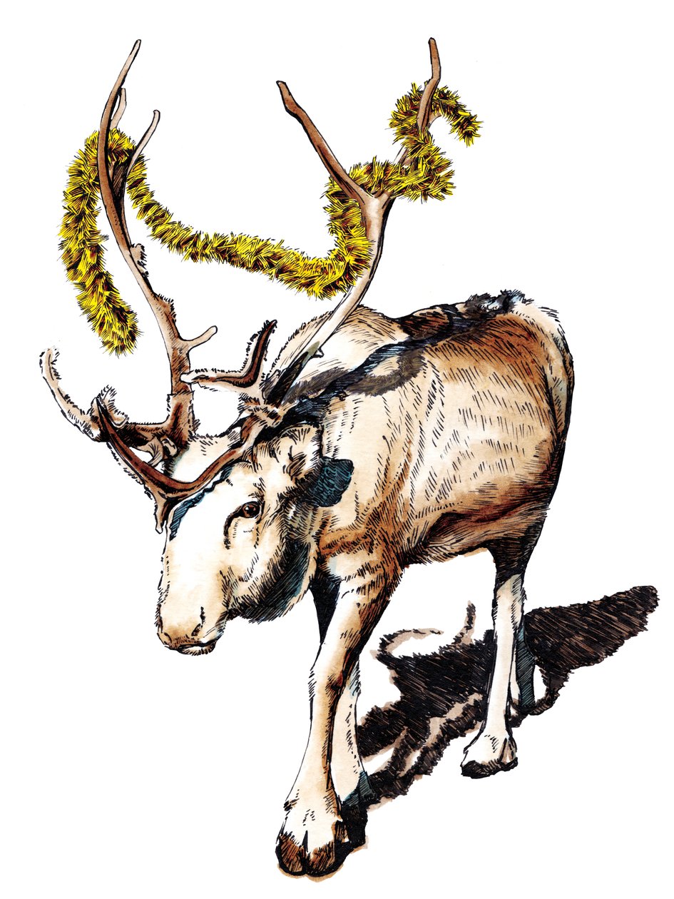 Christmas Reindeer on White by Mike Davis