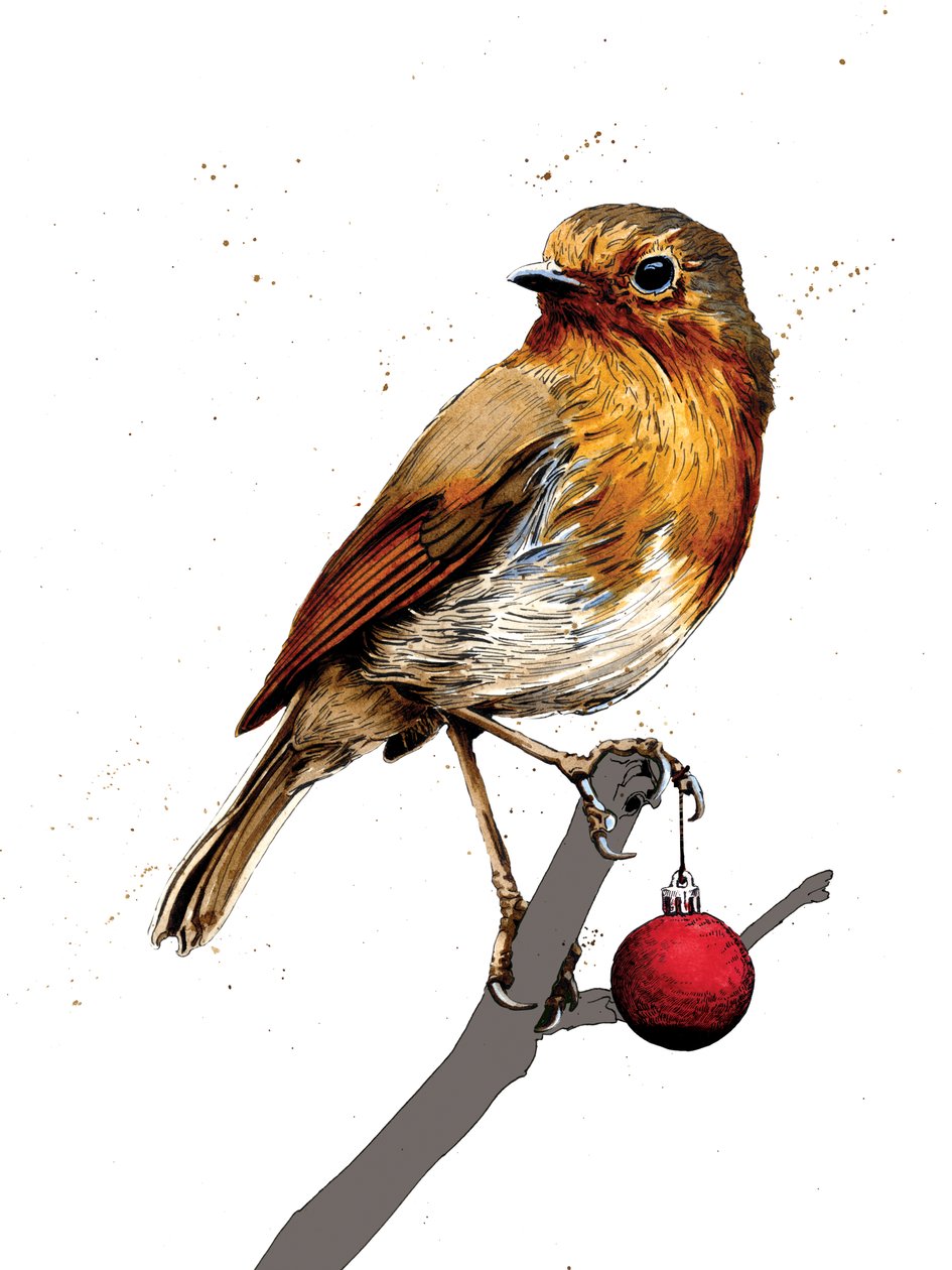 Christmas Robin on White by Mike Davis