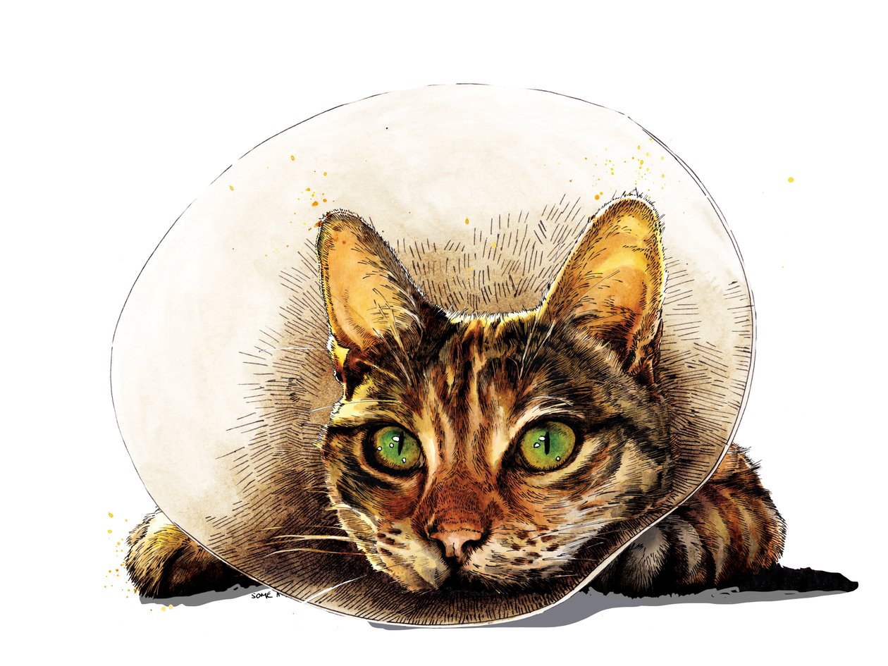 Get Well Cat on White, 2020 by Mike Davis
