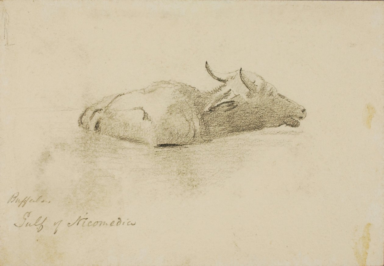 Buffalo, Gulf of Nicomedia by Miner Kilbourne Kellogg