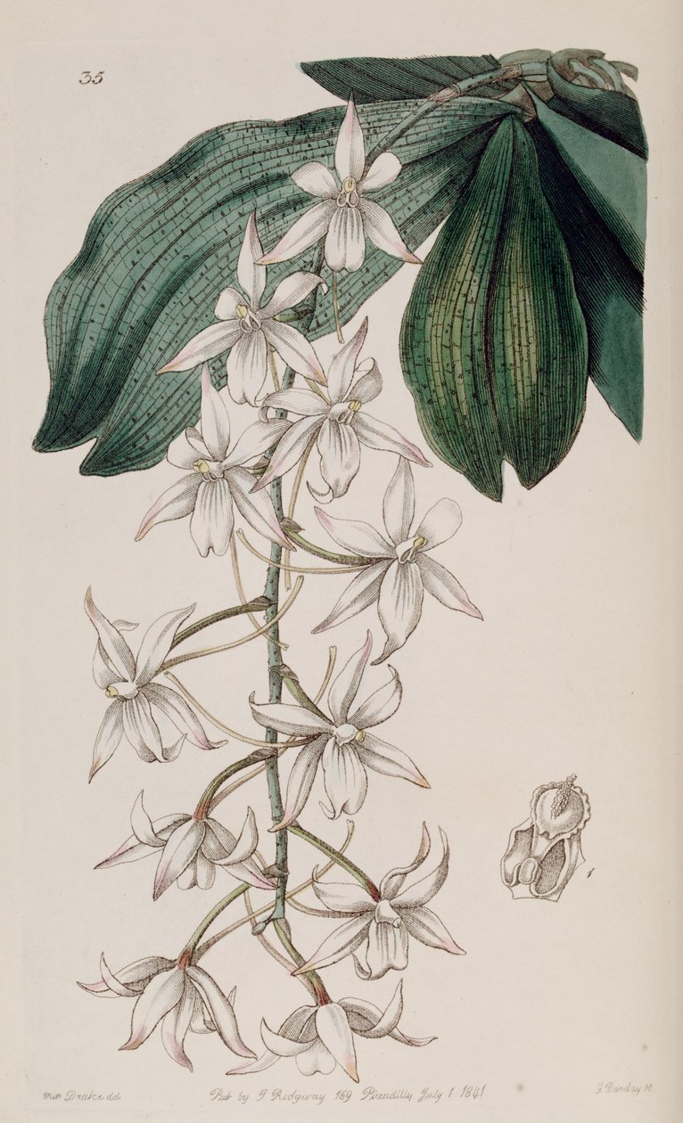 Aerangis biloba by Miss Drake