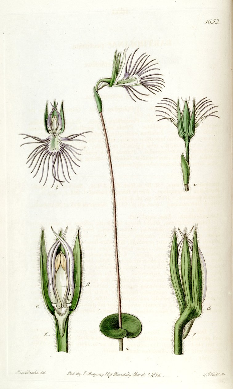 Bartholina burmanniana by Miss Drake