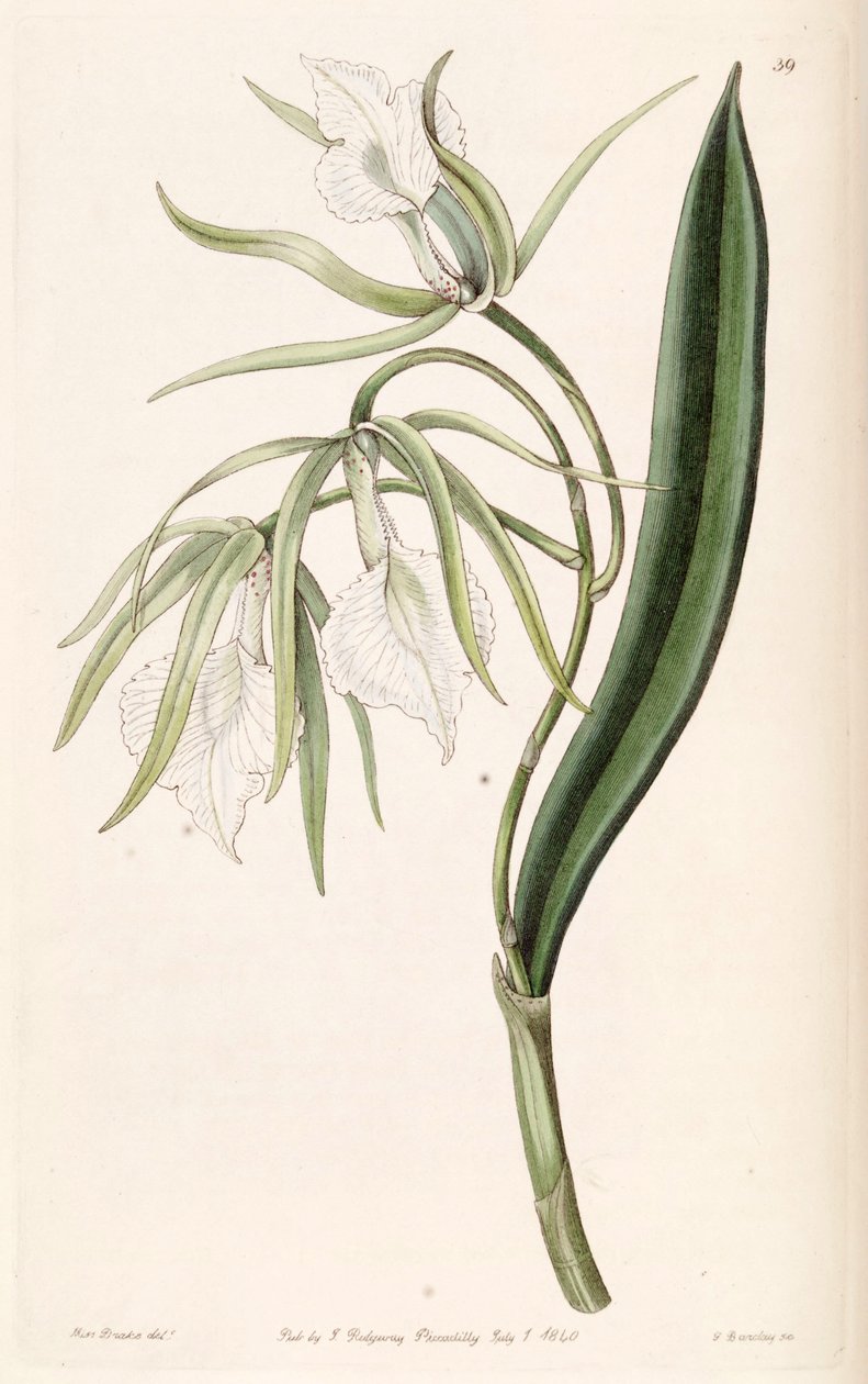 Brassavola venosa by Miss Drake