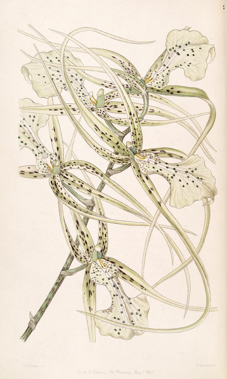 Brassia verrucosa by Miss Drake