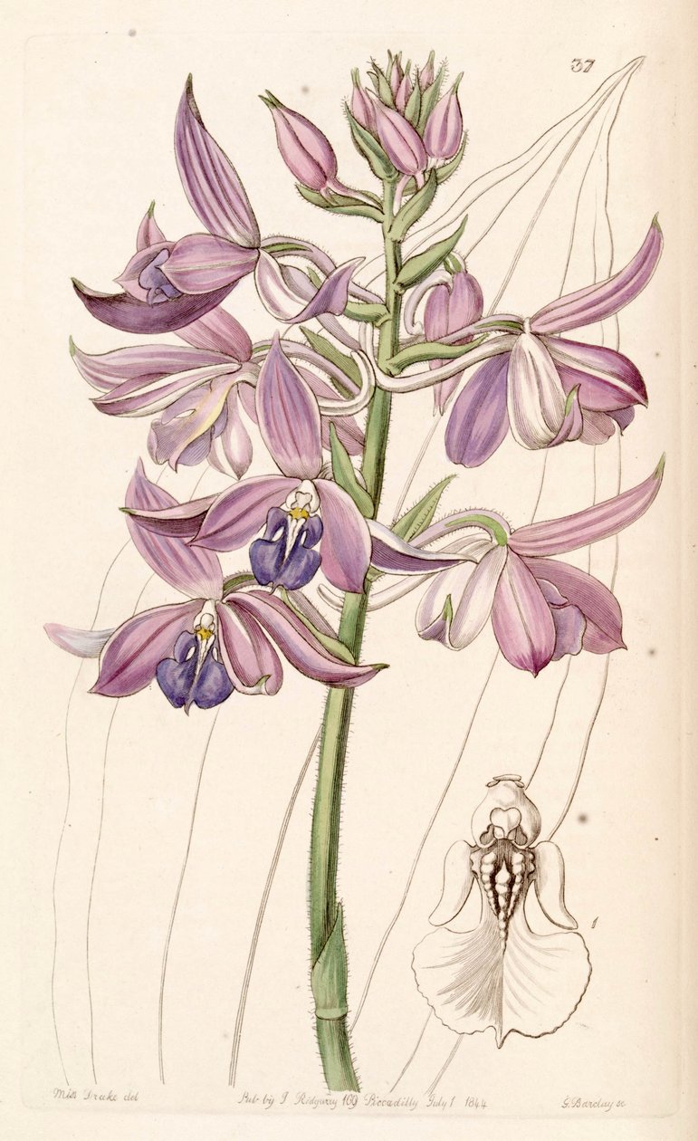 Calanthe sylvatica by Miss Drake: Premium art reproduction