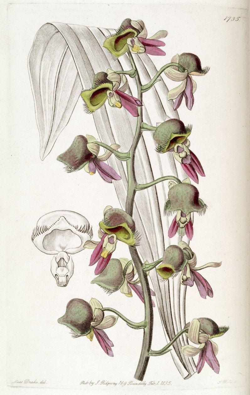 Catasetum discolor by Miss Drake