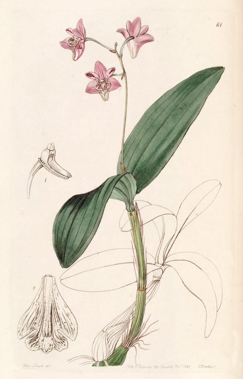 Dendrobium kingianum by Miss Drake