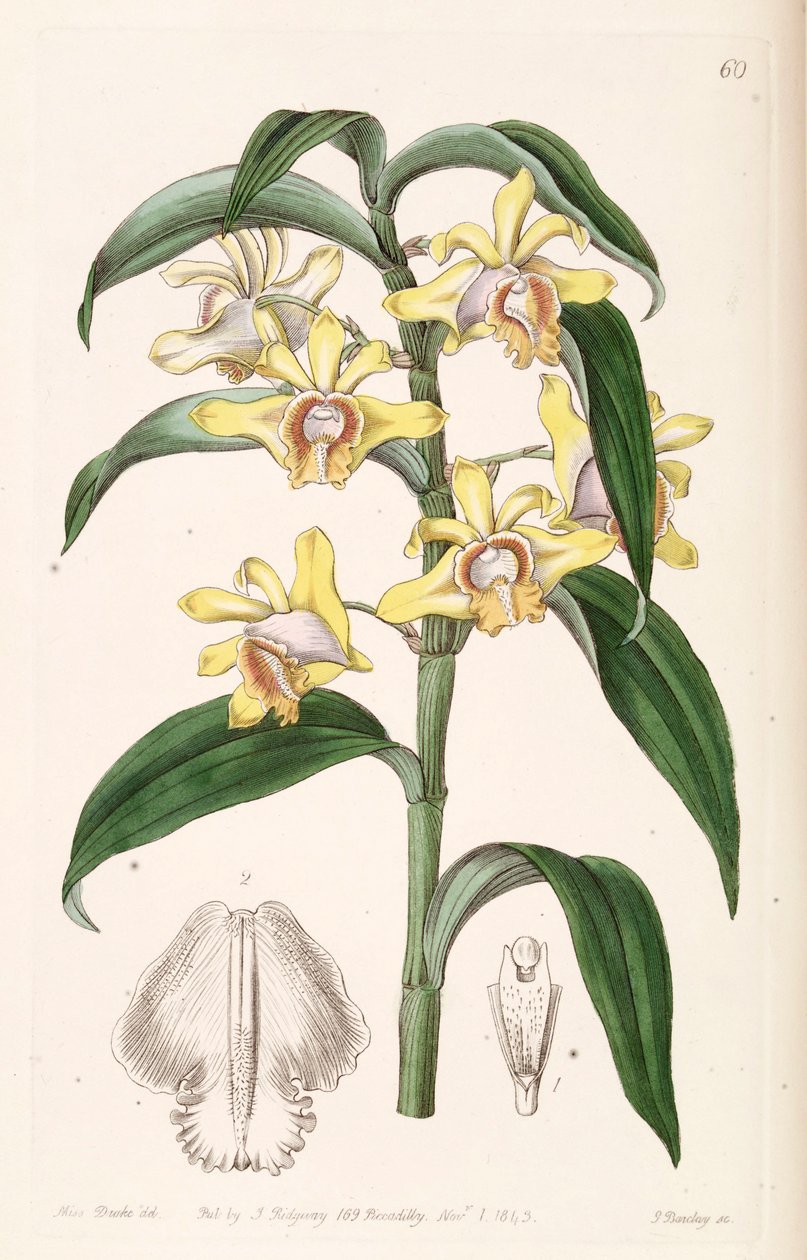 Dendrobium ruckeri by Miss Drake