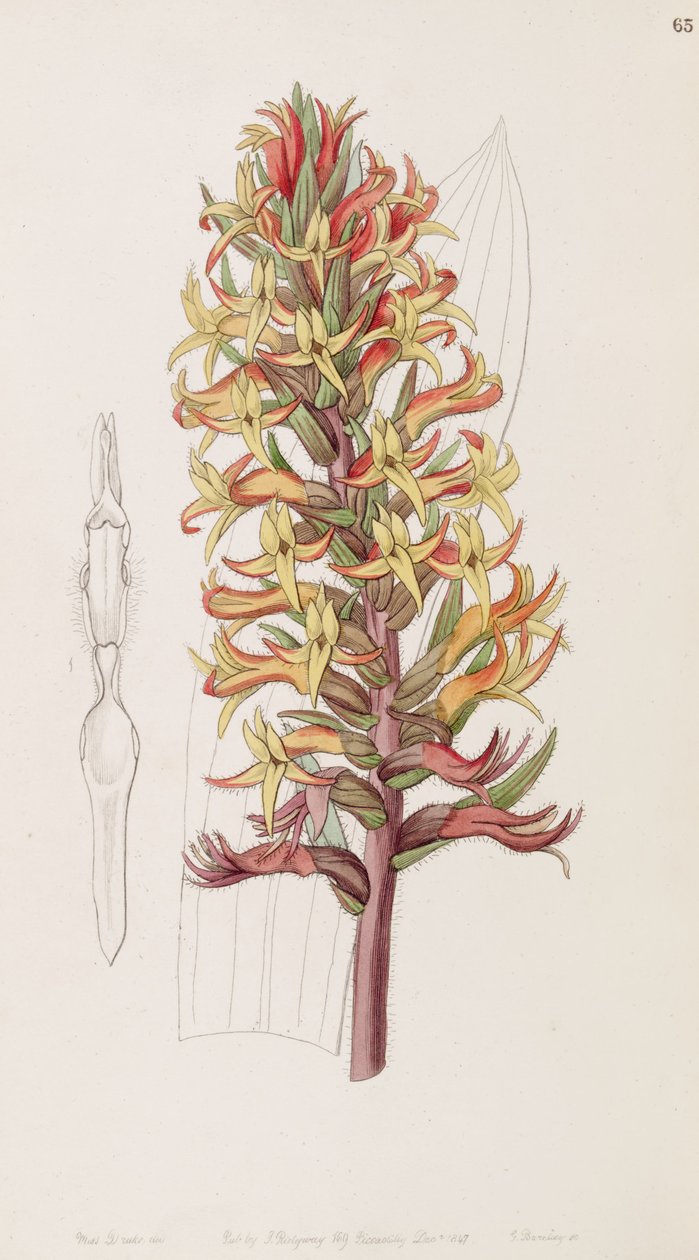 Dichromanthus Cinnabarinus (as syn. Stenorrhynchos cinnabarinum, spelled by Lindley as Stenorhynchus cinnabarinus) by Miss Drake