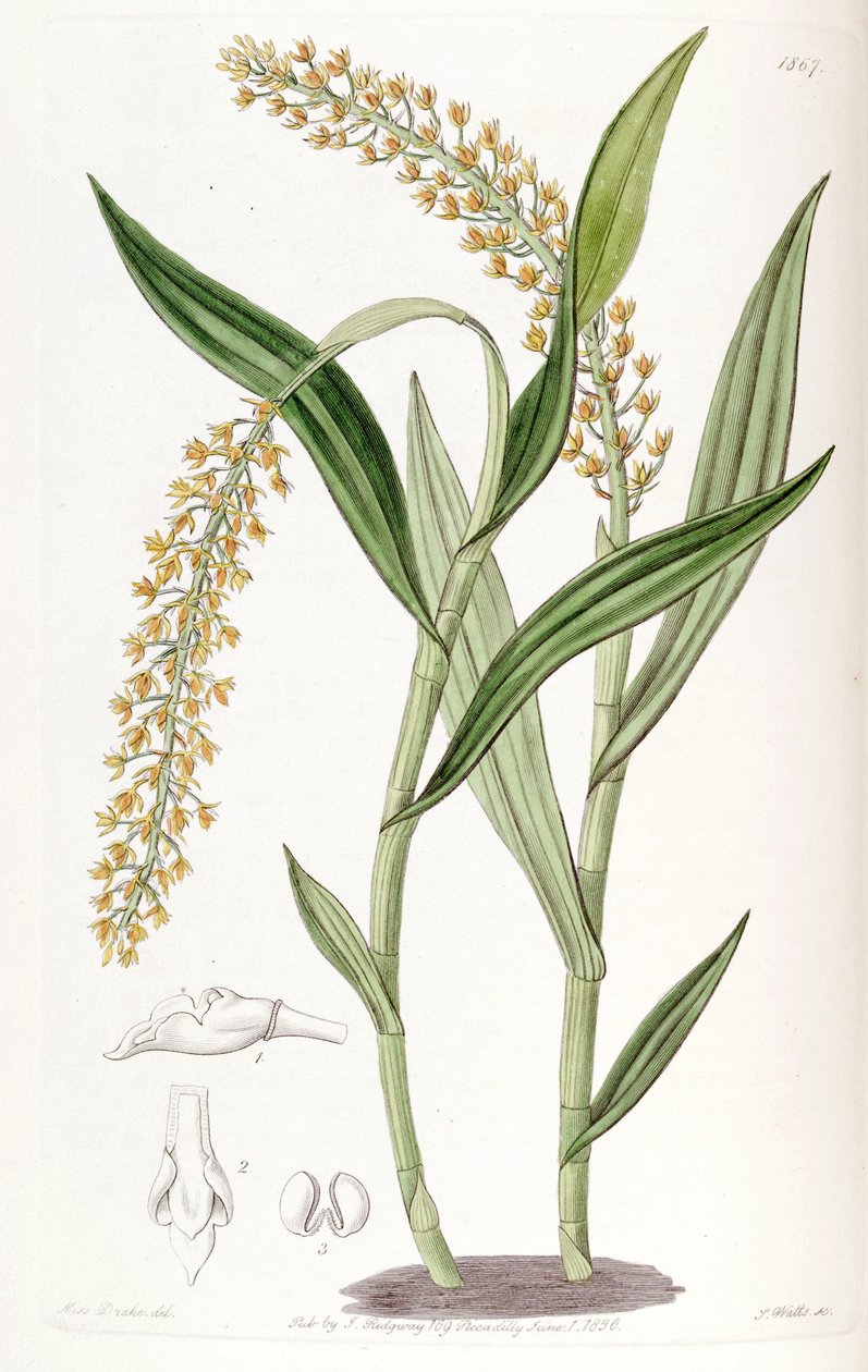 Epidendrum armeniacum by Miss Drake