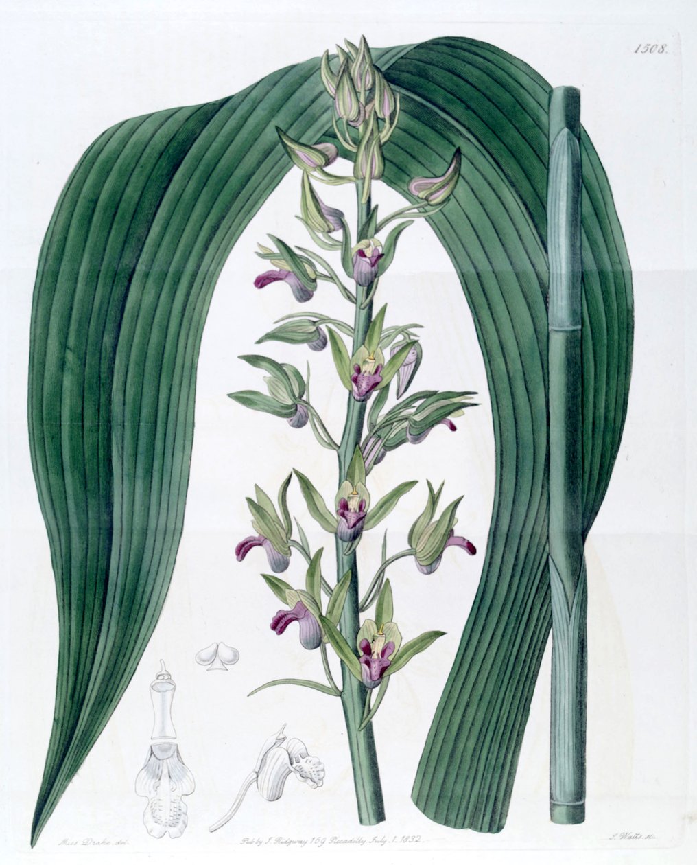 Illustration of Eulophia alta (as syn. Cyrtopodium woodfordii) by Miss Drake