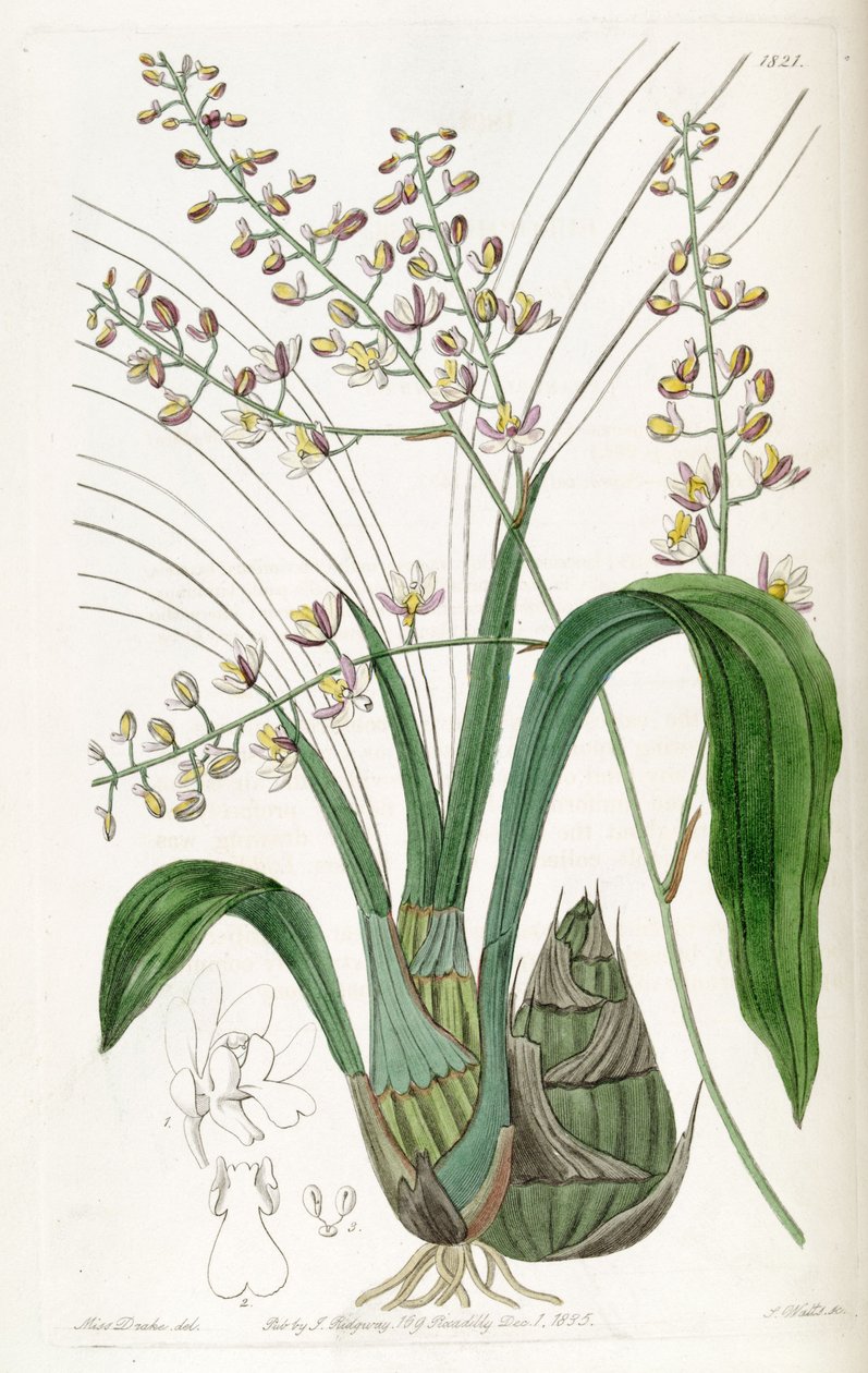 Graphorkis lurida or Graphorchis lurida by Miss Drake